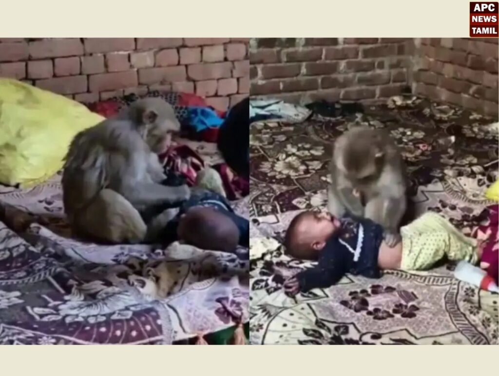 உத்தரப்பிரதேசம்: குரங்கிடம் சிக்கிய 3 மாத குழந்தை – 2 மணி நேர போரட்டத்திற்கு பின் மீட்பு