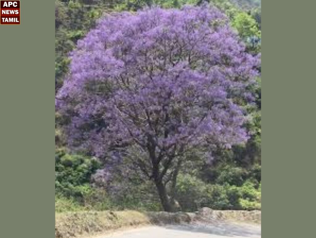 கோத்தகிரி: தேயிலை தோட்டங்களின்‌ நடுவே ஜகரண்டா மலர்கள் – சுற்றுலா் பயணிகள் கண்டுகளிப்பு