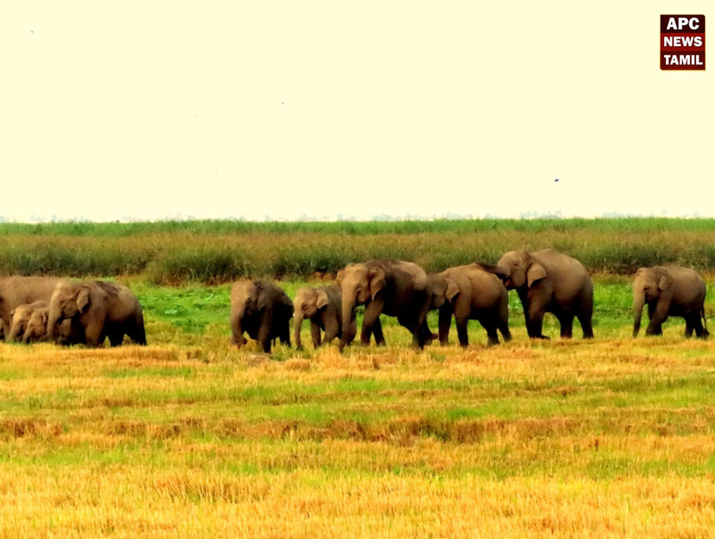 ஆம்பூர்