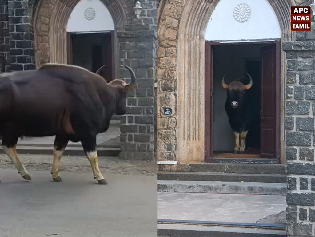 காட்டெருமை
