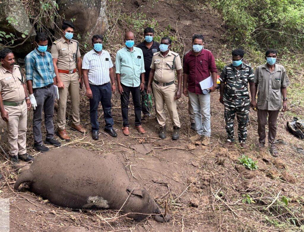 வயிற்று வலி காரணமாக 1 வயது குட்டி யானை உயிரிழப்பு - ஆனைமலை புலிகள் காப்பகத்தில் சோகம்!