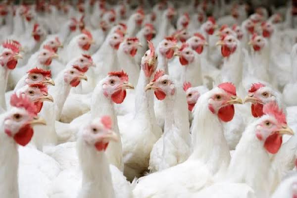 தமிழ்நாட்டில் ஜூலை 31 முதல் கறிக் கோழி விற்பனை நிறுத்தம்: கோழி வணிகர்கள் கூட்டமைப்பு அதிரடி அறிவிப்பு!