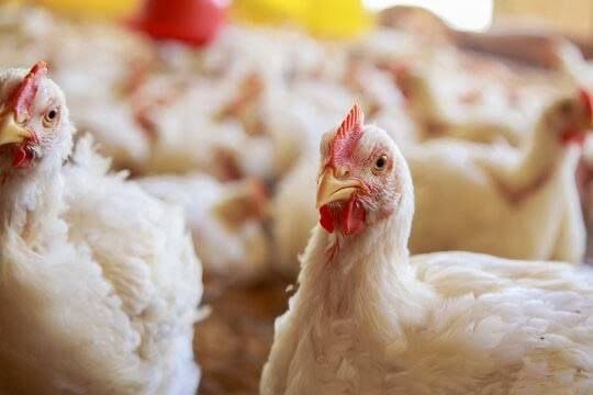 புதுச்சேரியில் கறிகோழி விற்பனை கடைகள் நாளை முதல் மூடப்படும்!