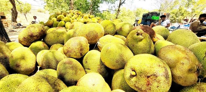 மரத்தின் வேர் முதல் நுனி வரை தேன் சொட்டும் பலாப்பழங்கள்; சுவைக்க ஆளின்றி அழுகுவதாக வத்தல்மலை விவசாயிகள் வேதனை!
