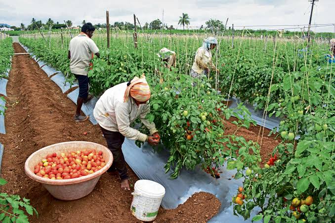 தக்காளி வரத்து அதிகரிப்பால் விலை வீழ்ச்சி: கிலோ ரூ.10 முதல் ரூ.20 வரை விற்பனை – இல்லத்தரசிகள் மகிழ்ச்சி; விவசாயிகள் கவலை!