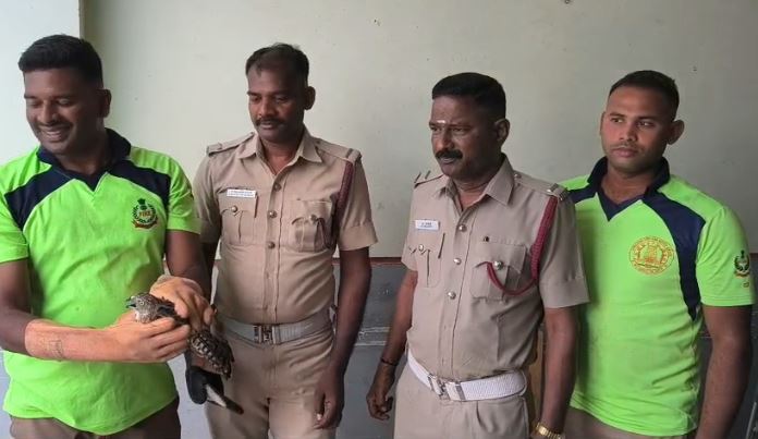வந்தவாசியில் வீட்டிற்குள் வழிமாறி நுழைந்த ராஜாளிப் பறவை - பத்திரமாக மீட்டு வனத்துறையிடம் ஒப்படைப்பு