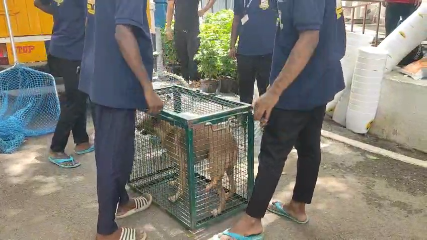 தெருநாய்களை