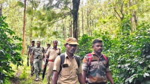 நீலகிரி: கூடலூரில் 2 பேரைக் கொன்ற நரமாமிச புலி! பிடிக்க இரண்டு கும்கிகள் மற்றும் 120 வன ஊழியர்கள் தீவிர தேடுதல் வேட்டை!