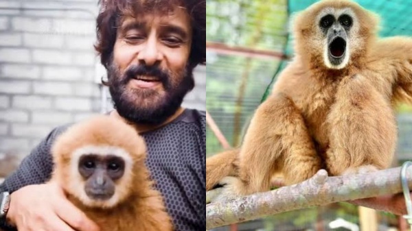 நடிகர் விக்ரம் வீடியோ சர்ச்சை: லார் கிப்பான் குரங்கின் உரிமையாளர் முன்ஜாமீன் மனு மீது இன்று தீர்ப்பு!
