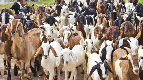 ஆடு வளர்ப்பு தொழில்: மாதம் ₹50,000 நிகர லாபம் ஈட்டுவதற்கான முதலீடு மற்றும் பண்ணை நிர்வாக முறைகள்!