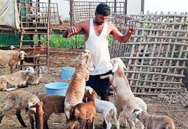 ஆடு வளர்ப்பில் நஷ்டத்தைத் தவிர்த்து லாபத்தை அள்ள வேண்டுமா? பண்ணையாளர்கள் கட்டாயம் பின்பற்ற வேண்டிய 10 முக்கியக் கட்டளைகள்!