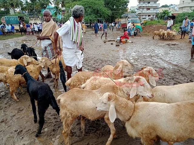 ஆடு வளர்ப்பில் நஷ்டத்தைத் தவிர்த்து லாபத்தை அள்ள வேண்டுமா? பண்ணையாளர்கள் கட்டாயம் பின்பற்ற வேண்டிய 10 முக்கியக் கட்டளைகள்!