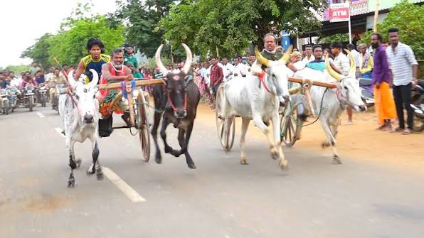 சிவகங்கையில் திருவிழாக்கோலம்! சீறிப்பாய்ந்த 46 ஜோடி காளைகள்.. ஆவினிப்பட்டியில் அரங்கேறிய மாட்டுவண்டி எல்லைப் பந்தயம்!