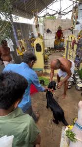 புதுக்கோட்டை: கந்தர்வக்கோட்டை வெள்ள முனியன்கோயில் கிடா வெட்டு பூஜை திருவிழா கோலாகலம்; 1,000 கிலோ ஆட்டுக்கறியுடன் 5,000 பேருக்கு பிரமாண்ட அன்னதானம்!