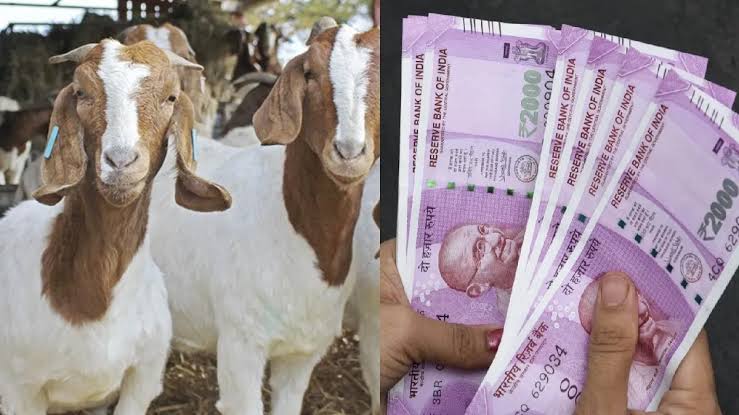 ஆட்டுப் பண்ணை தொழில் வழிகாட்டி: அரசு கடன், மானியம், இடவசதி மற்றும் பராமரிப்பு குறித்த முழுமையான செய்தித் தொகுப்பு!