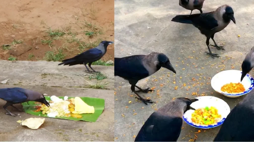 மிச்சமான சாப்பாட்டை காக்காவுக்கு வைக்காதீங்க! கொட்டும் கடன்களும் ஓடிப்போகும் பணமும்.. ஆன்மீக சூட்சுமம்!
