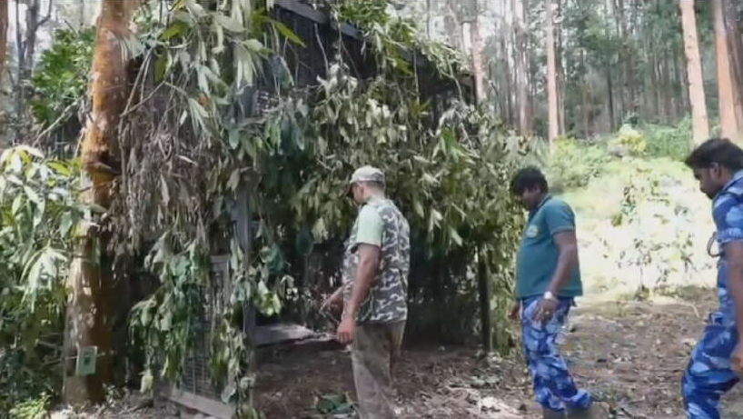 கூடலூர் நாலாம் நம்பர் பகுதியில் 'ஆப்பரேஷன் டைகர்'! 2 பேரை கொன்ற புலியைப் பிடிக்கத் தீவிர நடவடிக்கை!