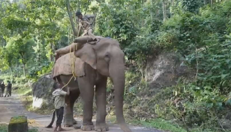 கூடலூர் நாலாம் நம்பர் பகுதியில் 'ஆப்பரேஷன் டைகர்'! 2 பேரை கொன்ற புலியைப் பிடிக்கத் தீவிர நடவடிக்கை!