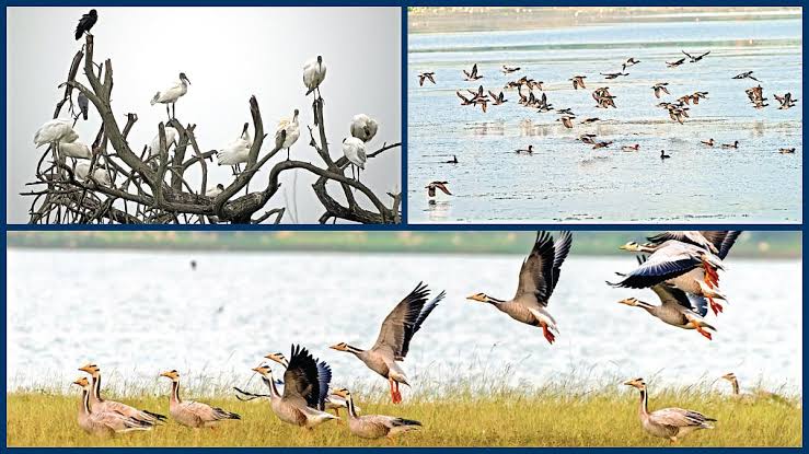 தூத்துக்குடியில் இயற்கை எழில் கொஞ்சும் காட்சி: தாமிரபரணி நீரால் நிரம்பிய குளங்களில் ஆயிரக்கணக்கான வெளிநாட்டுப் பறவைகள் முகாம்!