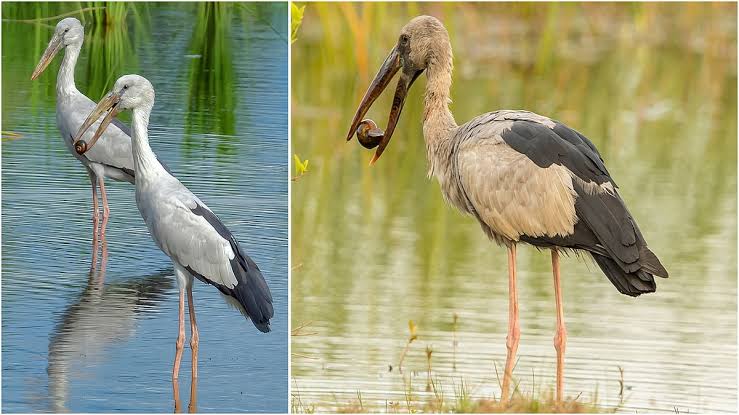 தூத்துக்குடியில் இயற்கை எழில் கொஞ்சும் காட்சி: தாமிரபரணி நீரால் நிரம்பிய குளங்களில் ஆயிரக்கணக்கான வெளிநாட்டுப் பறவைகள் முகாம்!