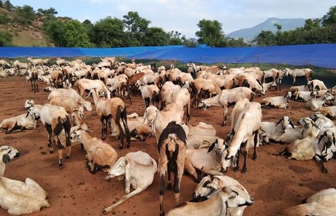 மண்ணின் வளம் காக்க ராமநாதபுரம் ஆடுகள் வருகை! கொள்ளிடத்தில் களைகட்டும் பாரம்பரிய ஆட்டுக்கிடை அமைப்பு!