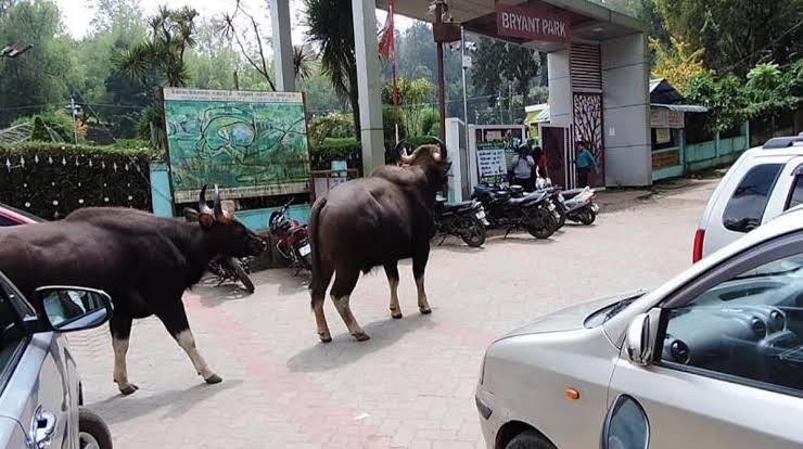 கோத்தகிரியில் உலா வந்த காட்டு மாடுகள்: கார்கள் மற்றும் இரு சக்கர வாகனங்களைச் சேதப்படுத்தி அட்டகாசம்!